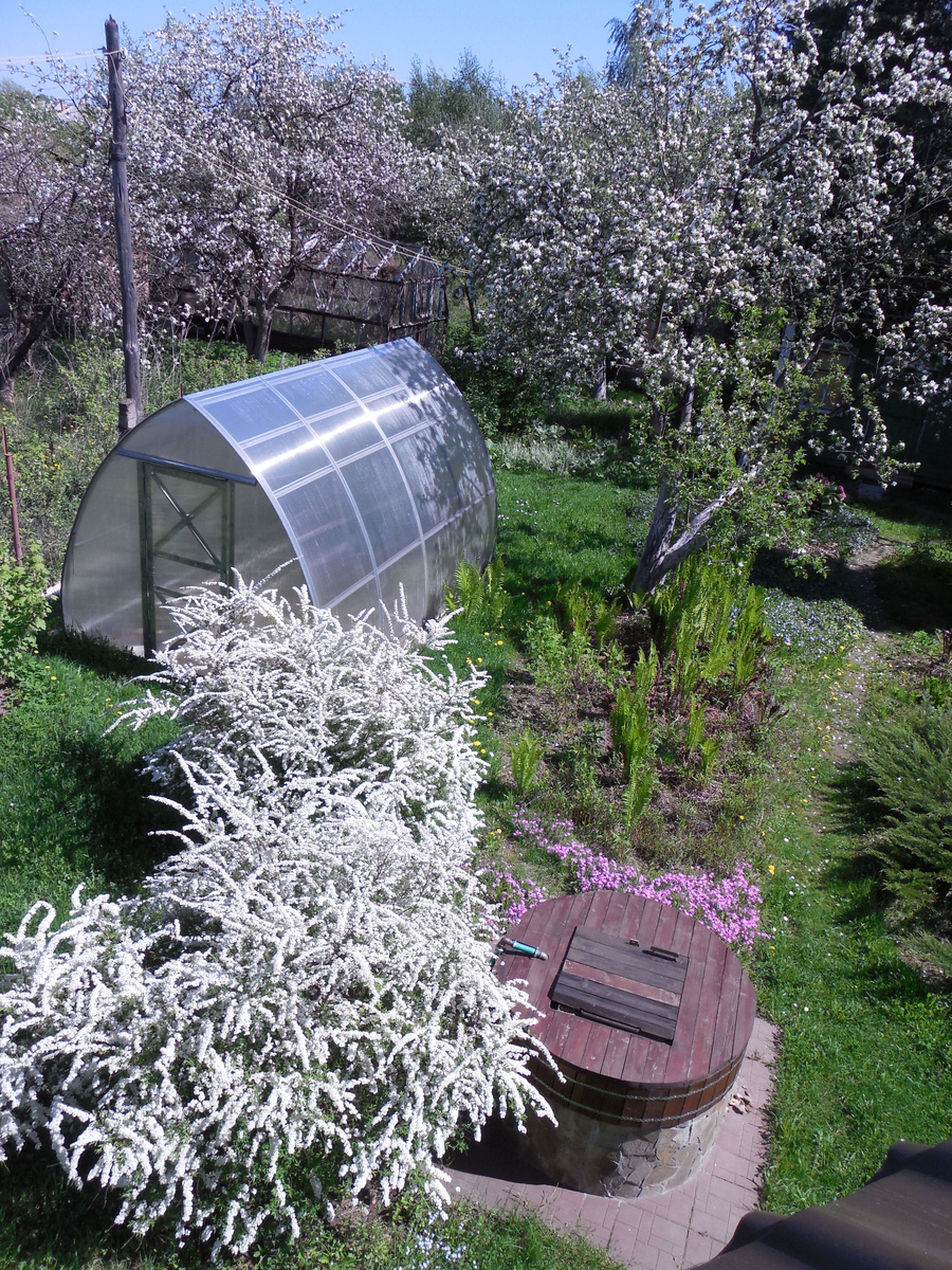 Та самая дача, красивый тёплый май. Цветут спирея серая и флокс шиловидный