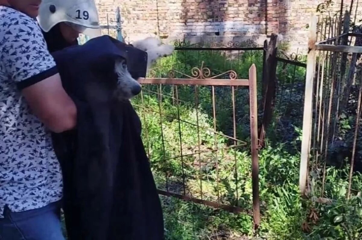    В Феодосии спасатели освободили собаку из металлической ловушки