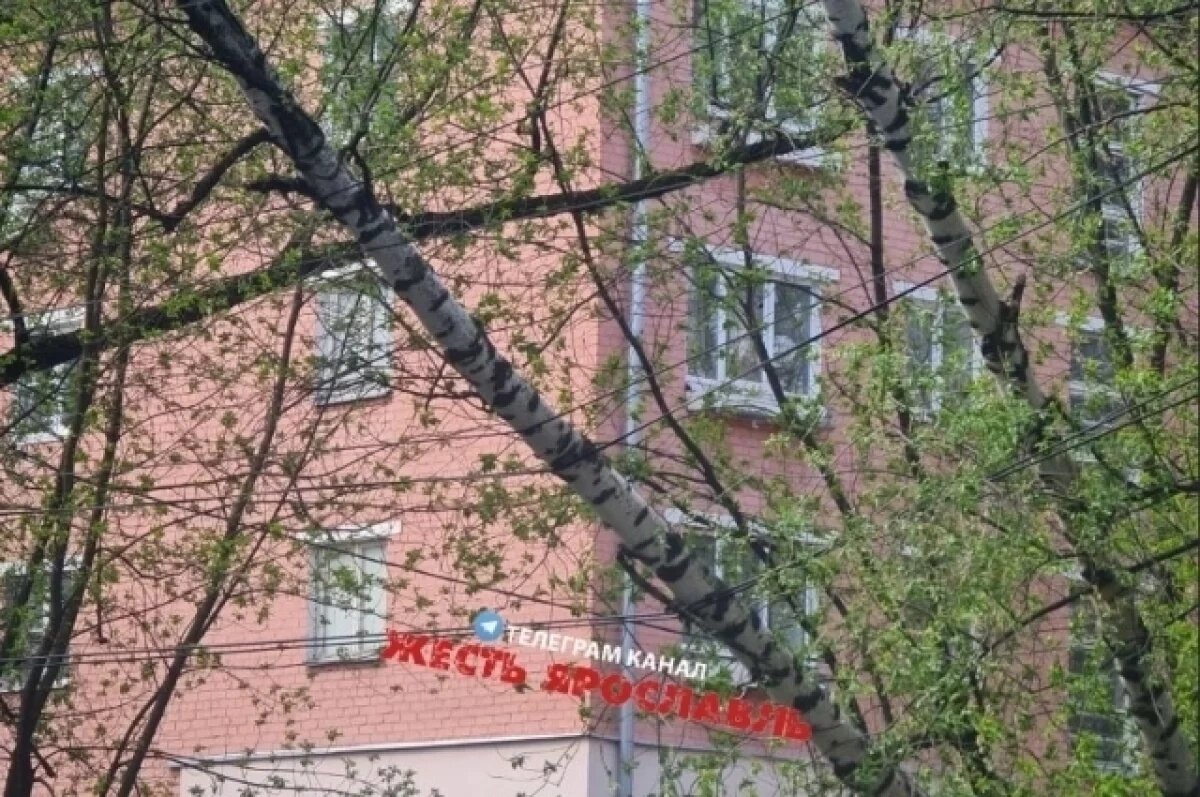    В центре Ярославля встало трамвайное движение из-за упавшего дерева