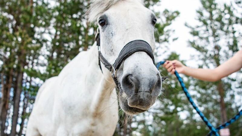    Фото: Здебский Юрий/«Ямал-Медиа»