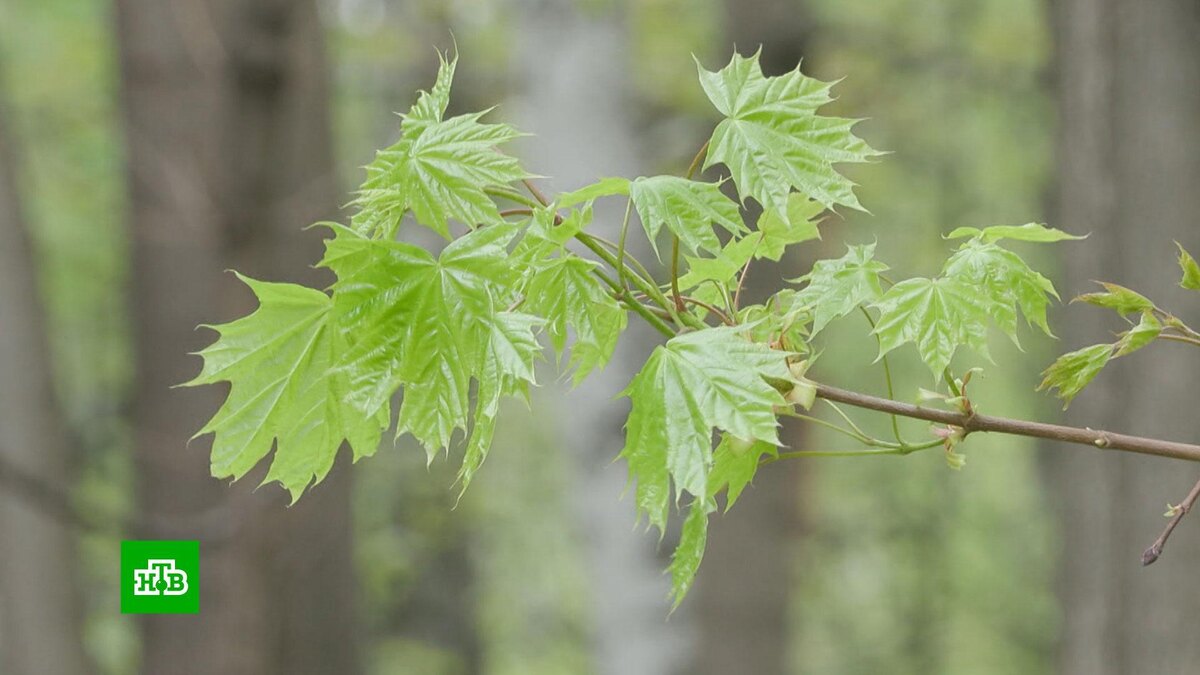    Москвичей предупредили о волне аллергенной пыльцы