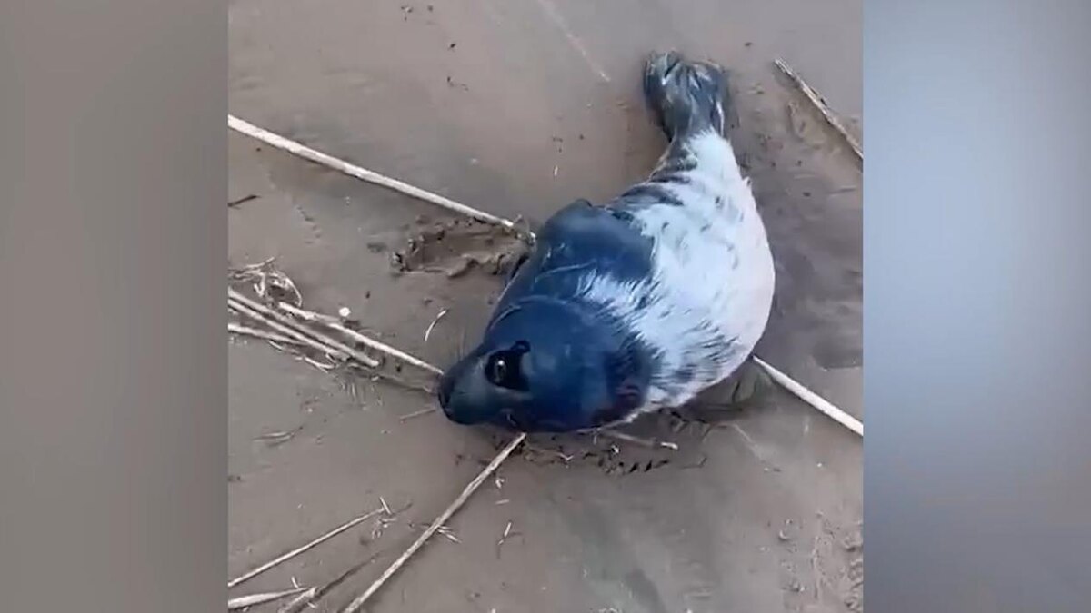    Фото: vk.com/sealrescue