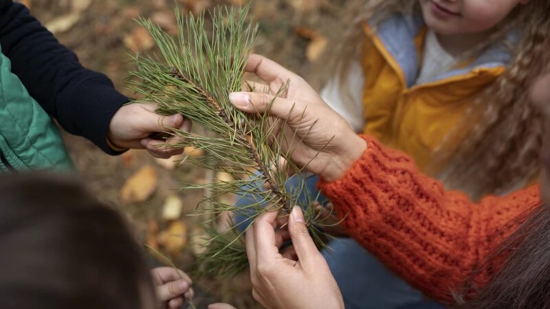     Дети рассматривают веточку сосны. Фото: ru.freepik.com, автор freepik.