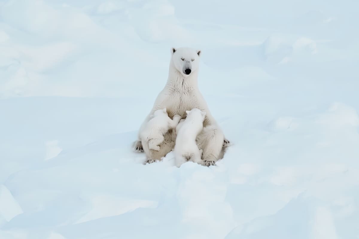    Высокая оценка: «Материнское спокойствие» / © Estebane Rezkallah