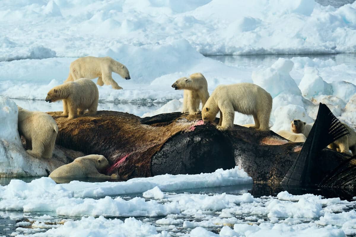    Снимок победителя: «Плоть кита» / © Estebane Rezkallah