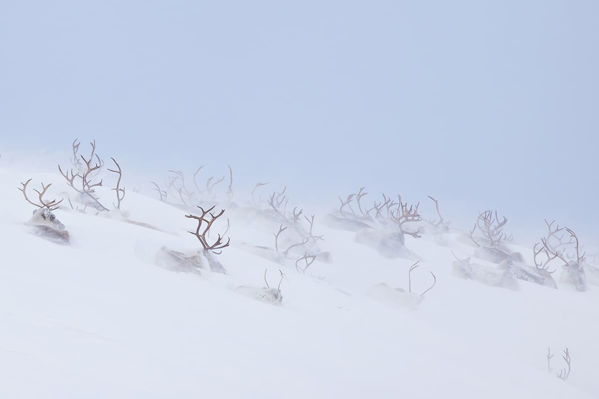    Второе место: «Царство оленей» / © Hanneke Van Camp