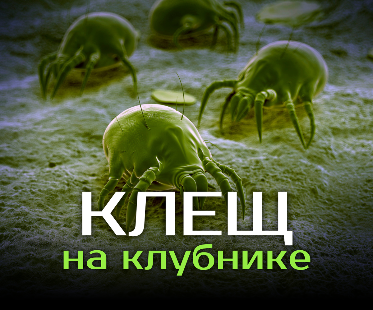 Как защитить ягодник и избавиться от вредителей с помощью простых методов