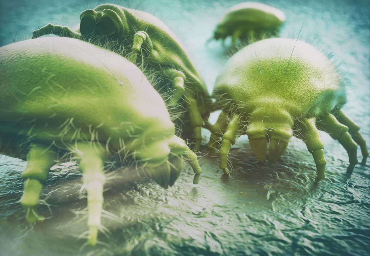 Как выглядят вредители клубники при увеличении