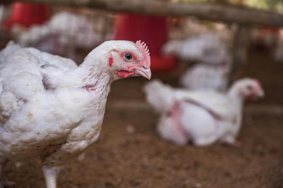    Soumyabrata Roy/Keystone Press Agency/Global Look Press