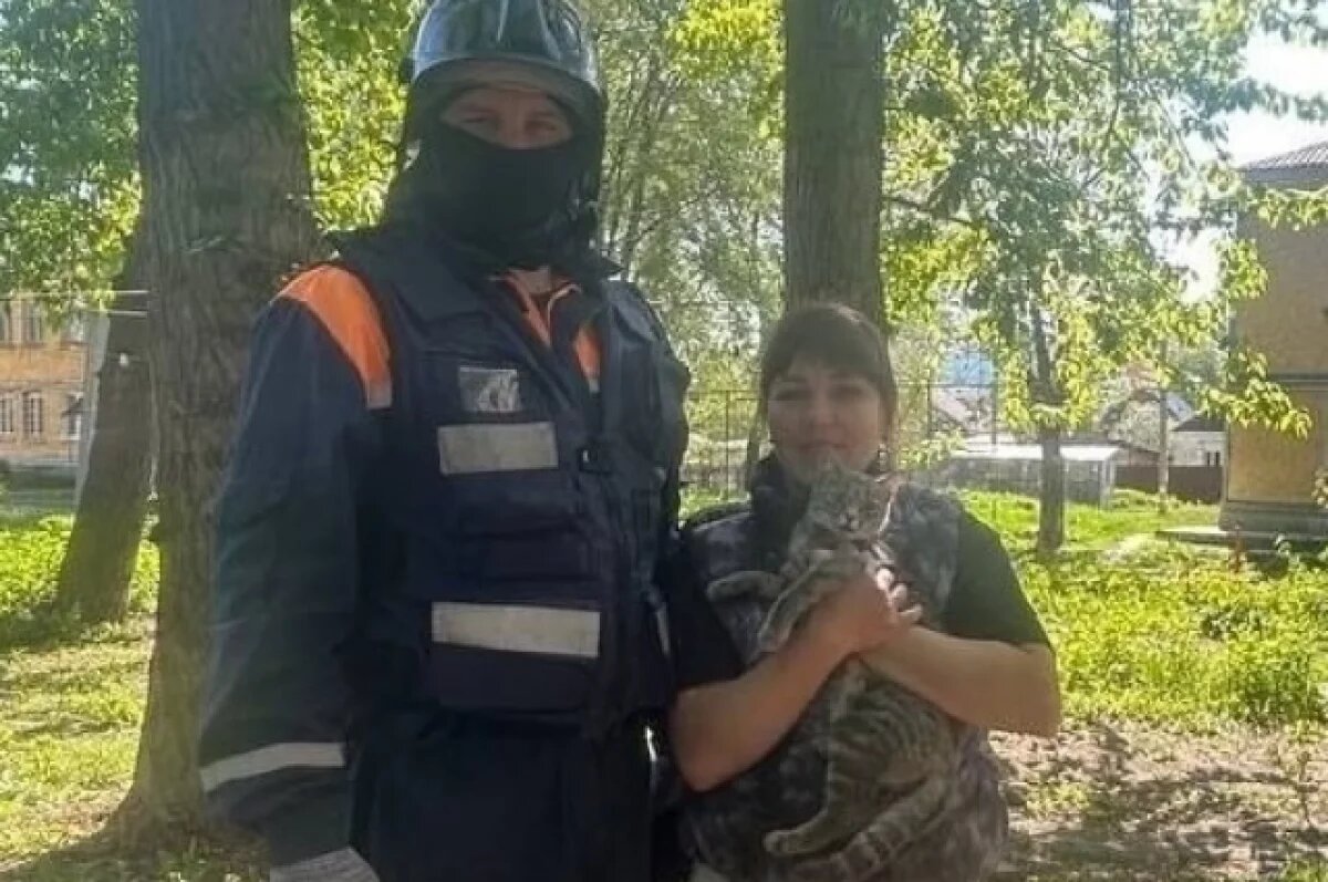   В Ульяновске спасли кота, который застрял на дереве на высоте 7 этажа
