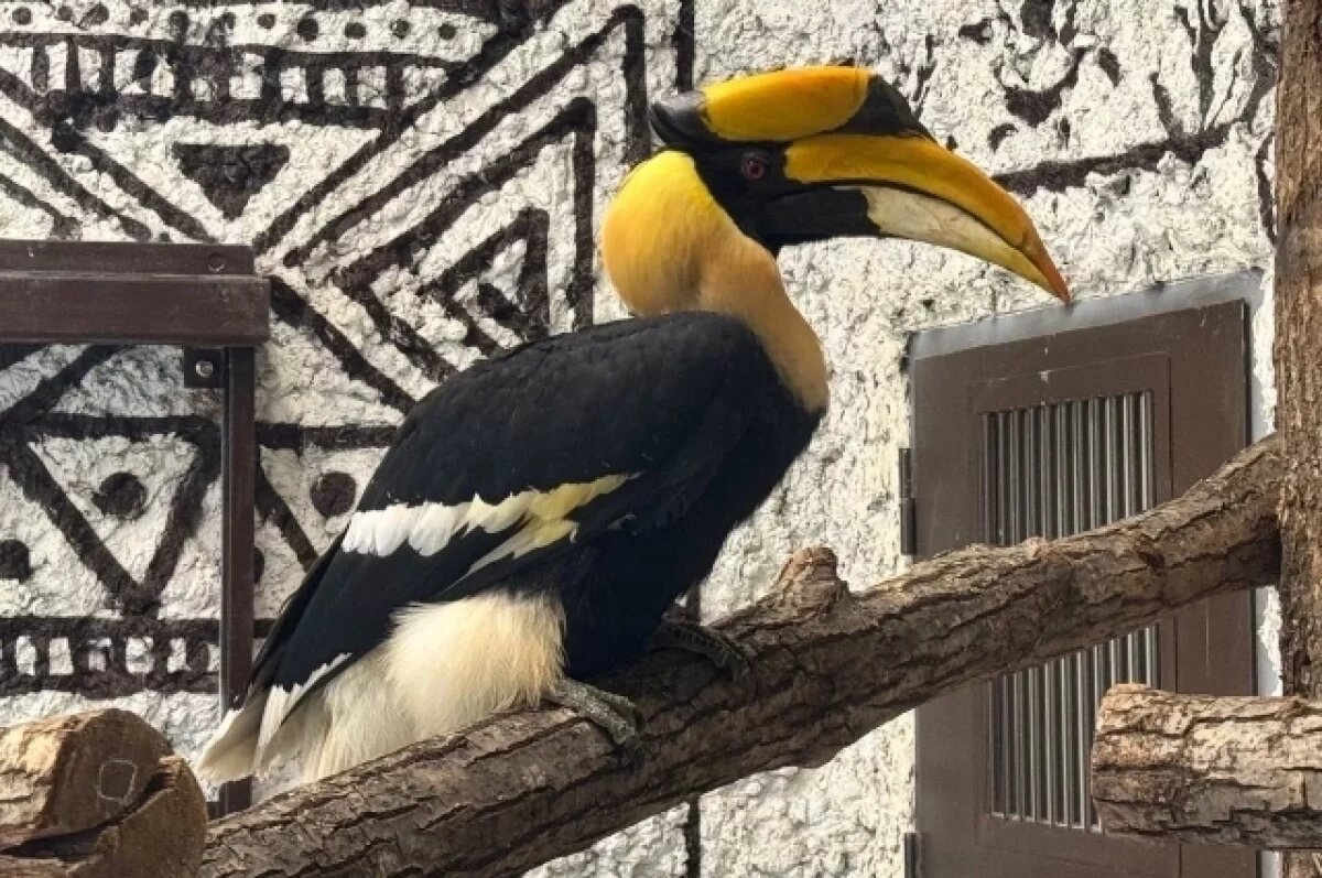    Тропические птицы переехали на территорию нового зоопарка в Перми