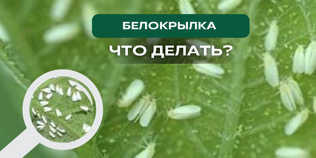 Нашествие с крыльями: как распознать и победить белокрылку