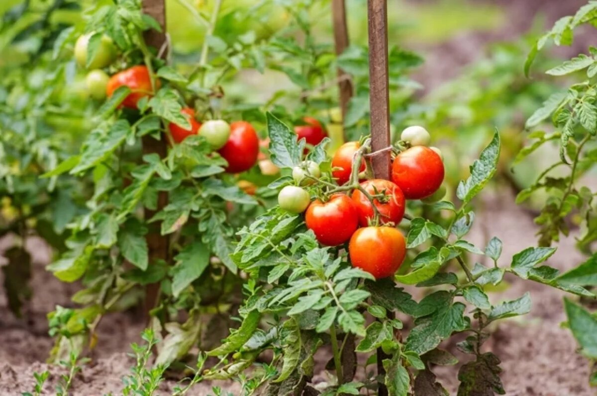    Правильная посадка томатов напрямую влияет на будущий урожай.