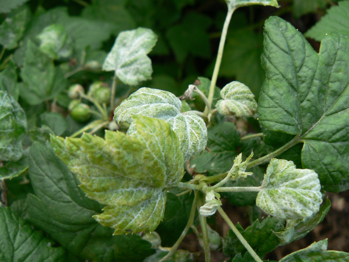 Мучнистая роса на смородине