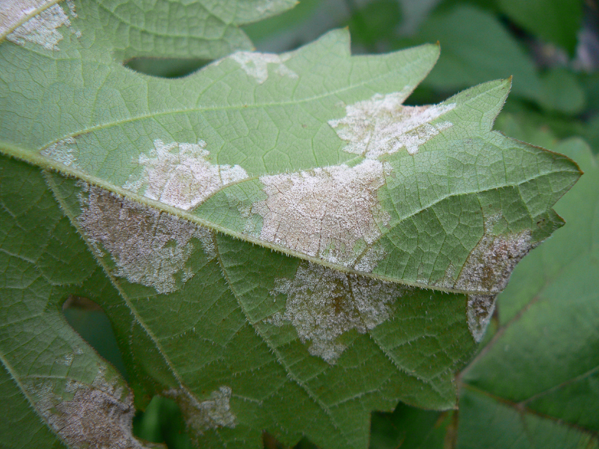 Милдью (ложная мучнистая роса)