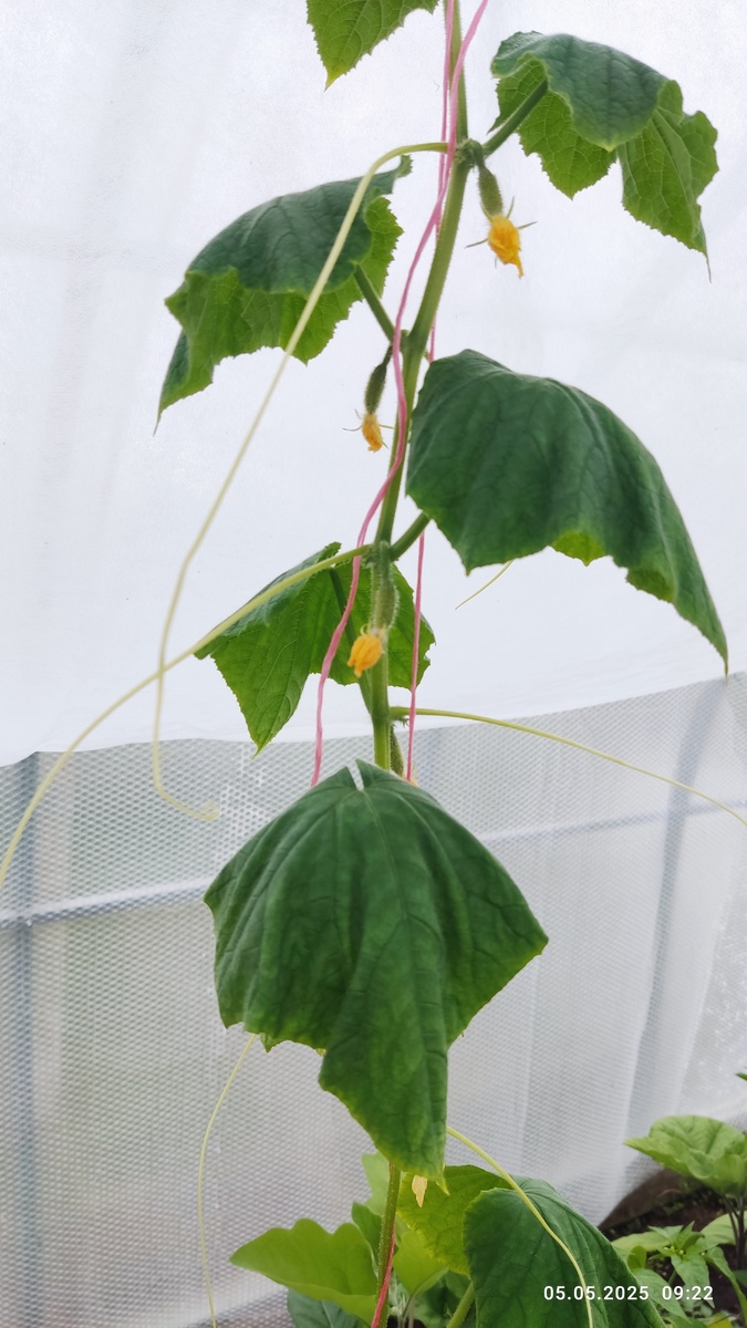 Выглядели вот так же, но это фото не политого огурца ))