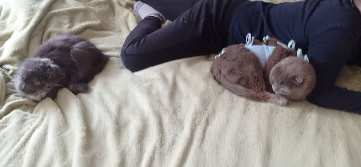 Ханни справа (после стерилизации)