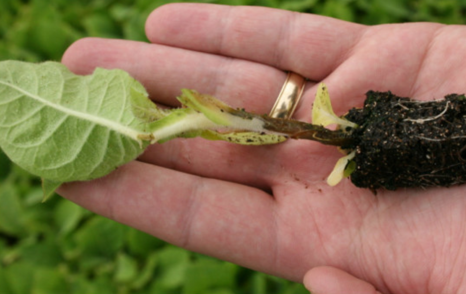 Источник фото: ogorod.ru