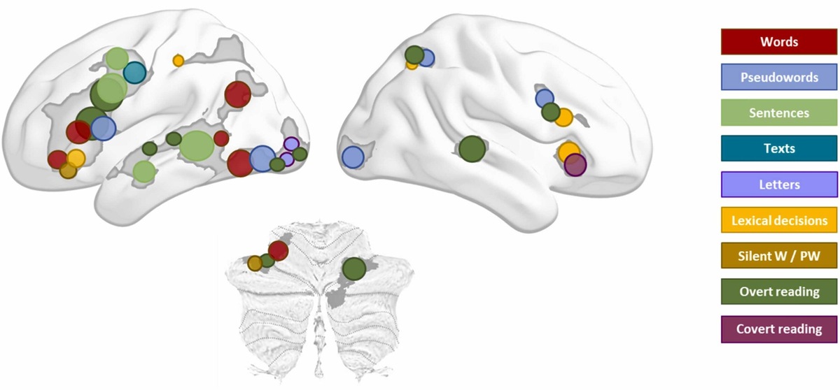    Схематическое резюме полученных результатов &mdash; какие зоны мозга активируется при чтении разных текстов.Neuroscience & Biobehavioral Reviews