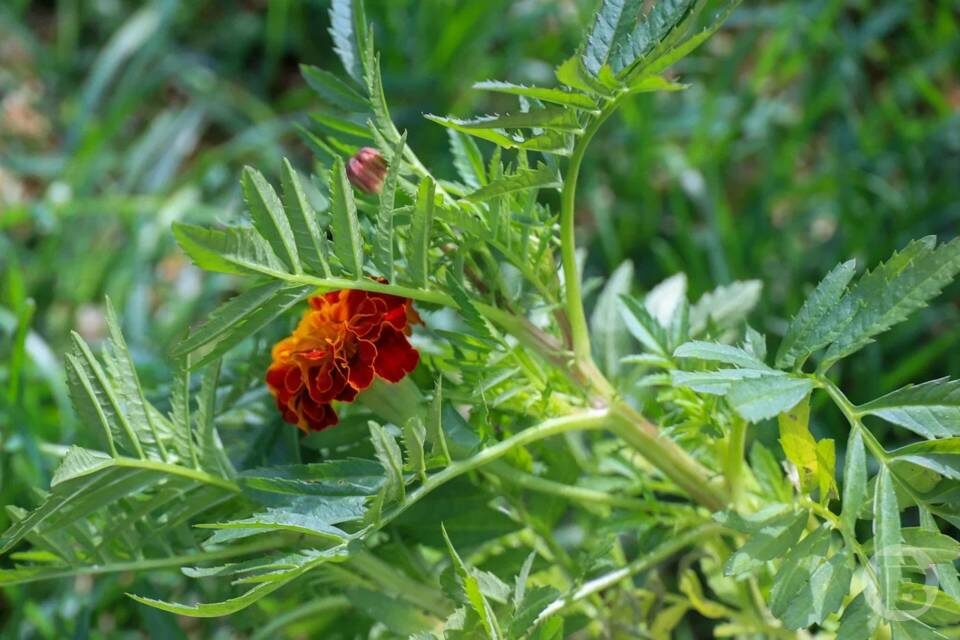    Фото: Дмитрий Рогулин/"Городские вести"