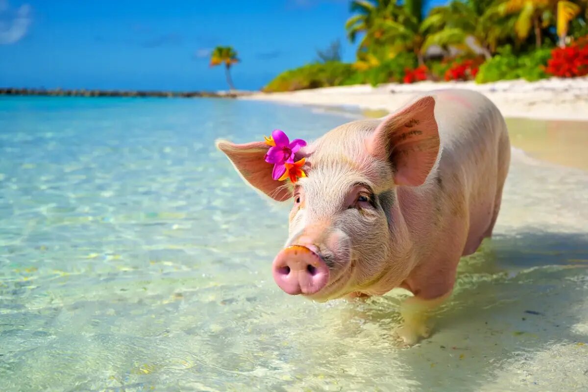 столкновение свинья-змея в мае 2025