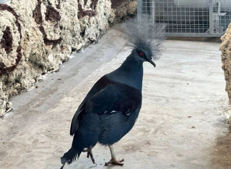    телегам-канал Аллы Платоновой