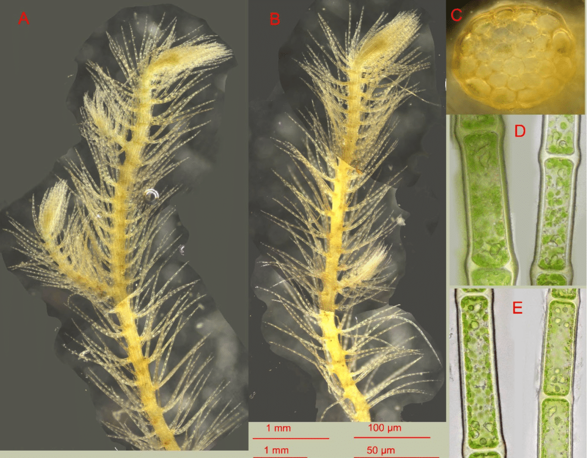    Блефаростома вьетнамская Bakalin, Vilnet et S.S. Choi sp. nov.: (A, B) общий вид растения / © Bakalin, Vilnet et S.S. Choi, Plants