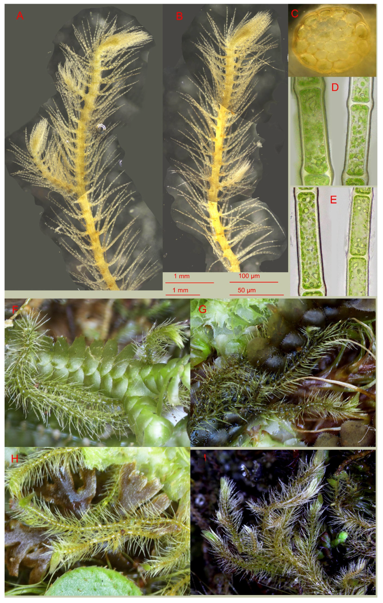    Блефаростома вьетнамская Bakalin, Vilnet et S.S. Choi sp. nov.: (A, B) общий вид растения ; (C) поперечный срез стебля; (D, E) фрагменты сегментов листа; (F,G,H,I) растения в естественных условиях / © Bakalin, Vilnet et S.S. Choi, Plants