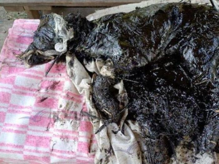 Источник фото: КВУ