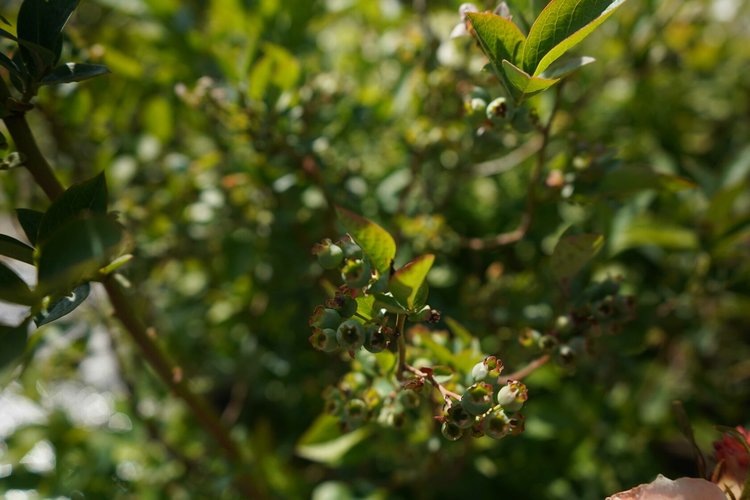    За пару дней эксперты Нижегородской лаборатории ФГБУ «ВНИИЗЖ» проверили фитосанитарное состояние почти 70 тысяч саженцев ягодных и декоративных культур