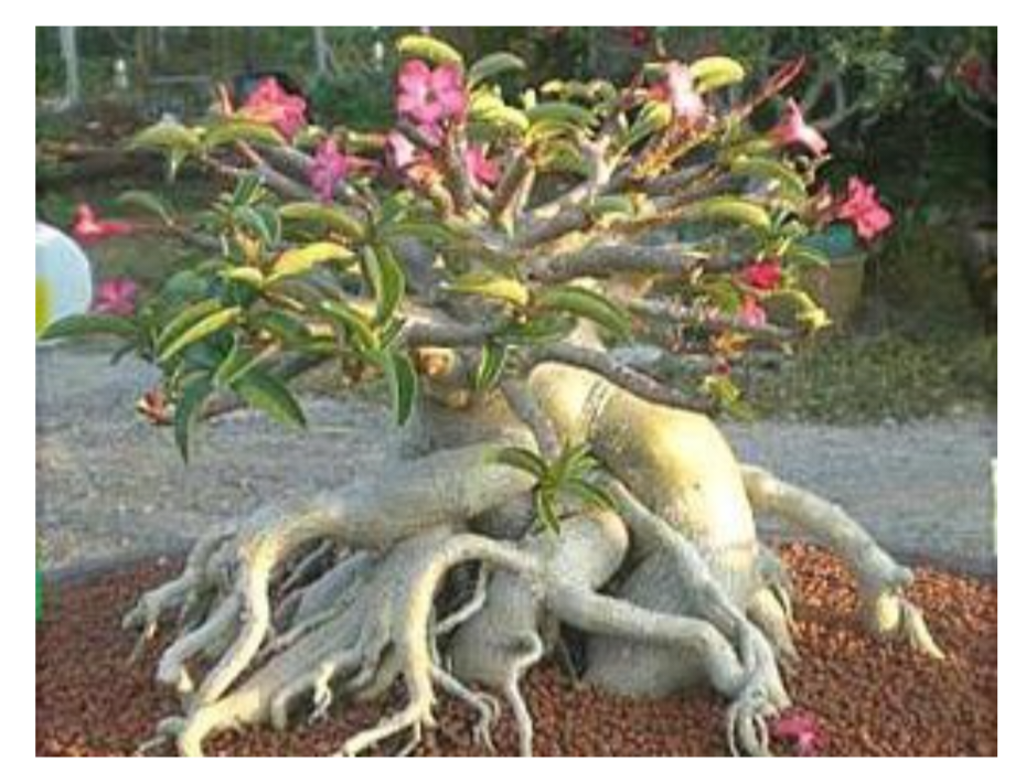 Адениум олиефолиум. Фото из интернета. 