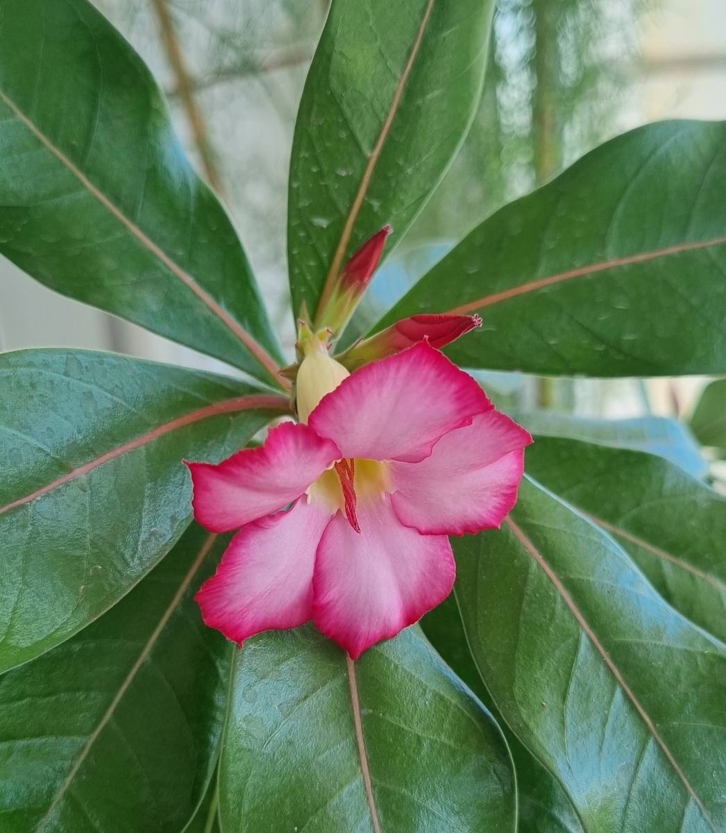 А. арабикум "Блек гиант"