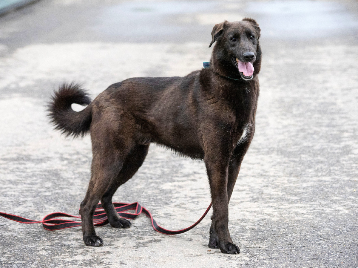 Примерная дата рождения июль 2017 г., в приют попал щенком.