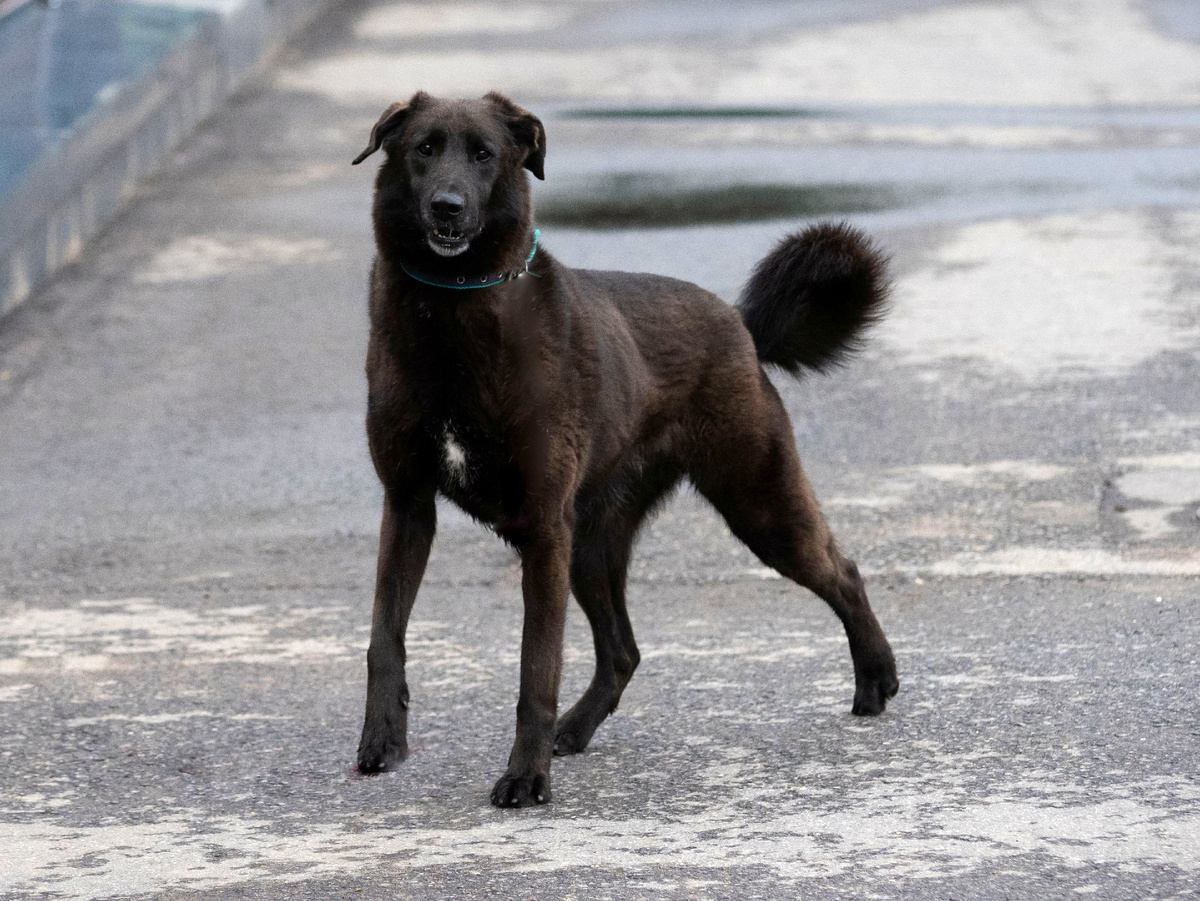 Найк привит, кастрирован и имеет индивидуальный чип.