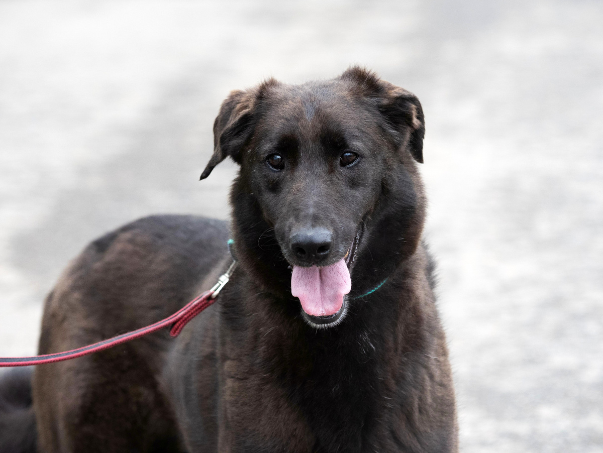 Обаятельный Найк ищет дом.