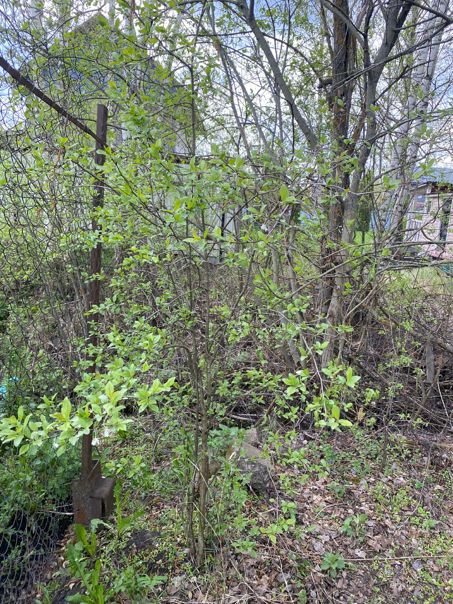 Видно дерево?