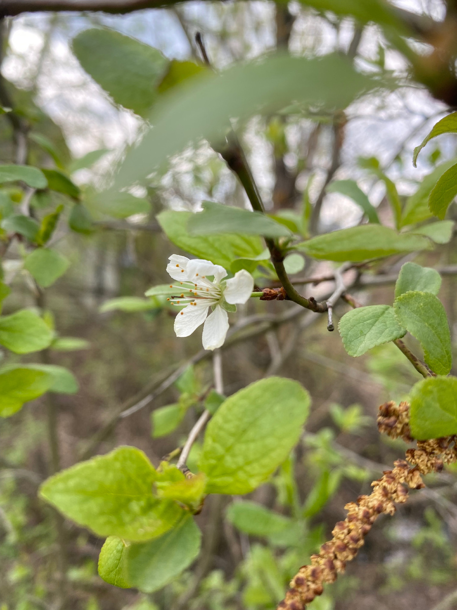 Вот так цветёт