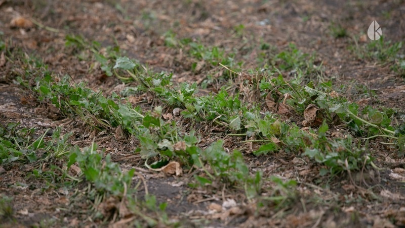    Сахарной свёклой на Ставрополье занято 37 тыс. га сельхозплощадей Фото: ИА «Победа26»