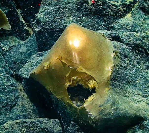 Загадочный золотой объект, обнаруженный на глубине 3300 метров у берегов Аляски