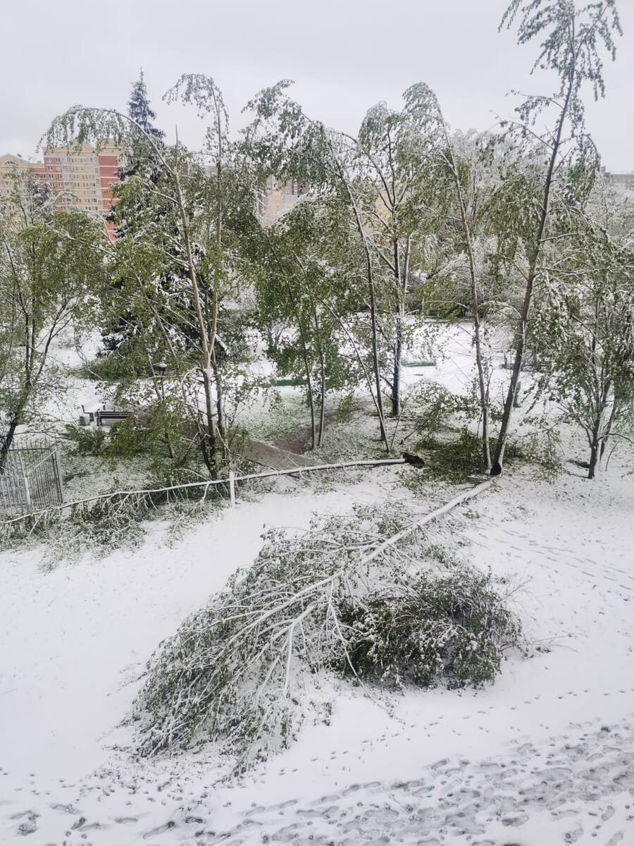 Последствия первомайского снегопада