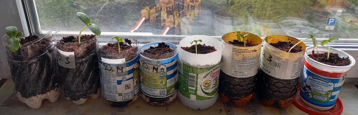 5 мая 2025 года. Всходы дынь на 7-й день после посева