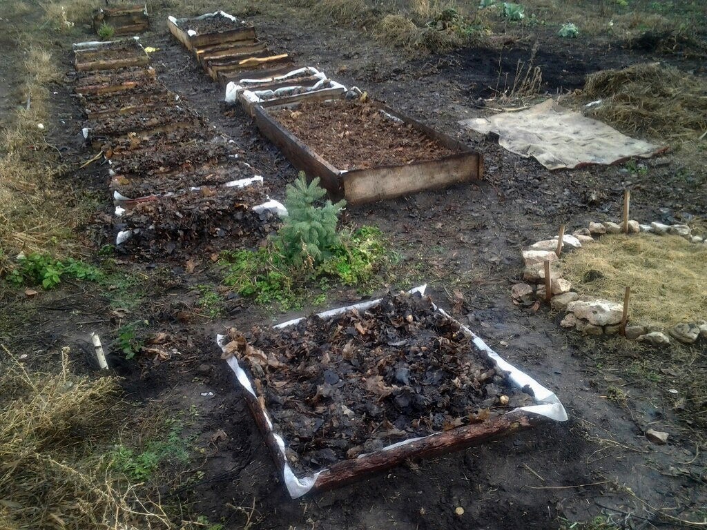 Осень 2015. Посадила семечками и косточками много будущих деревьев.