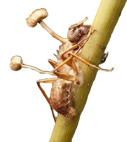 муравей пораженный грибом