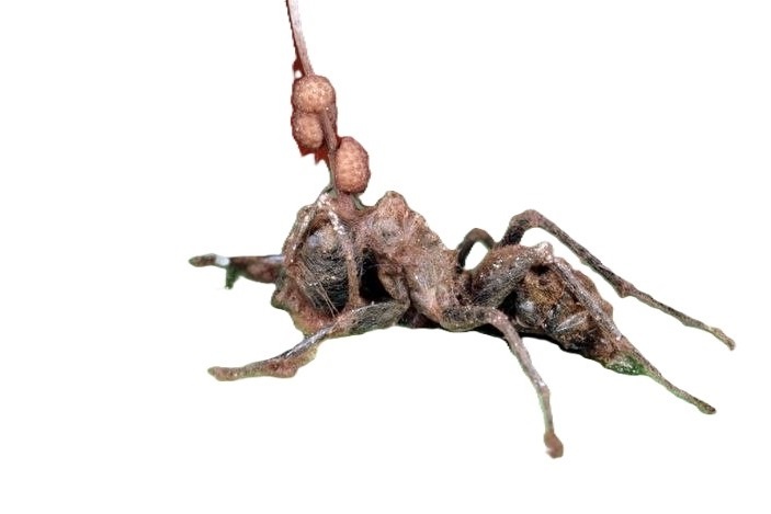 созревание спор гриба