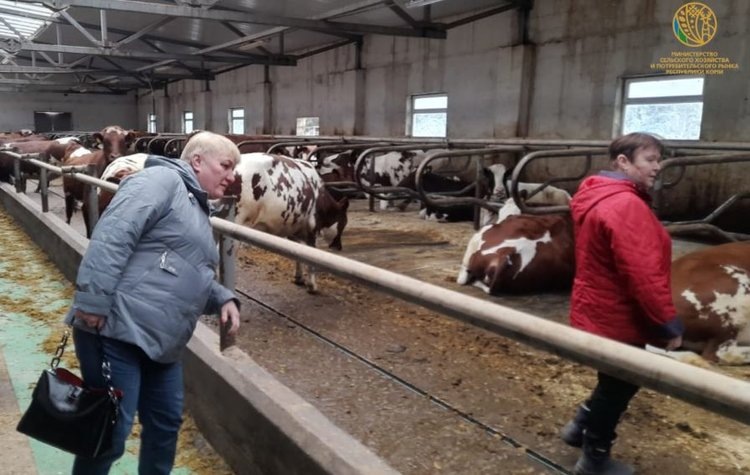    Айрширок из Карелии доставят в хозяйство в Коми