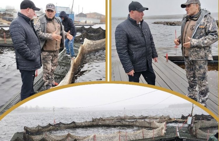    Сиговое хозяйство «Нювчим» успешно выращивает рыбу в садках в Коми