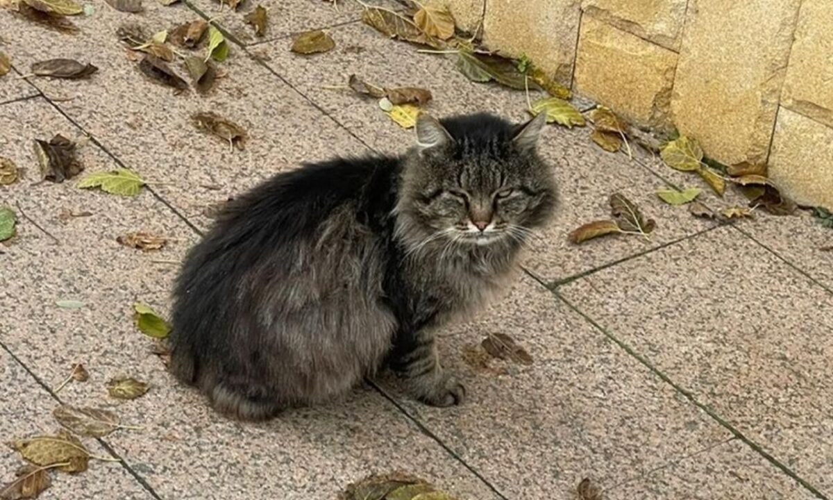    Фото t.me/lentadnya