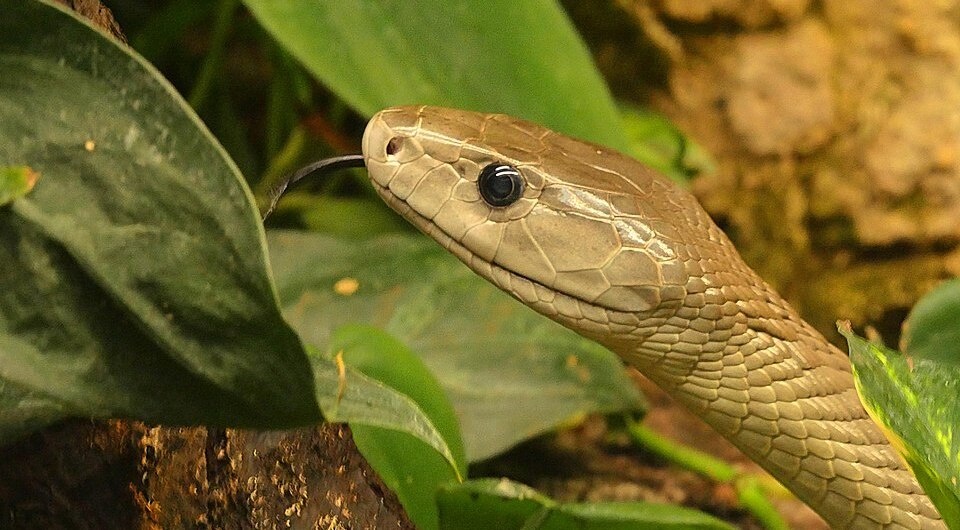   Rolf Dietrich Brecher / Wikimedia Commons / CC-BY-SA-2.0