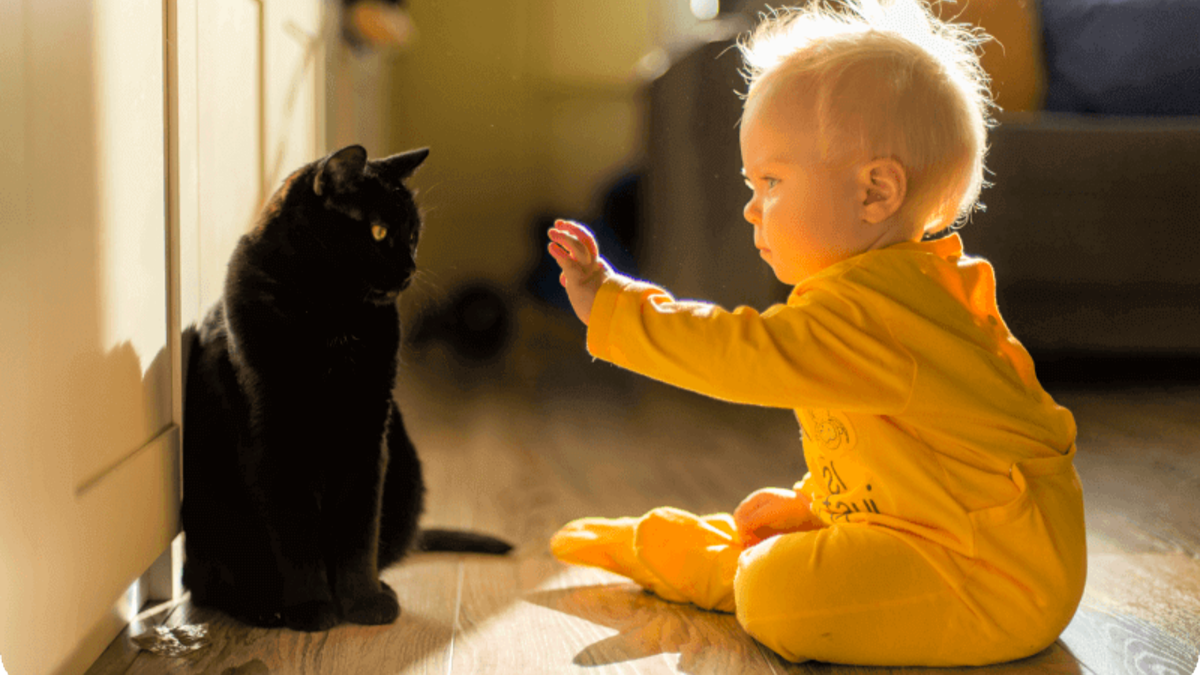 Этот кот еще верит в лучшее!