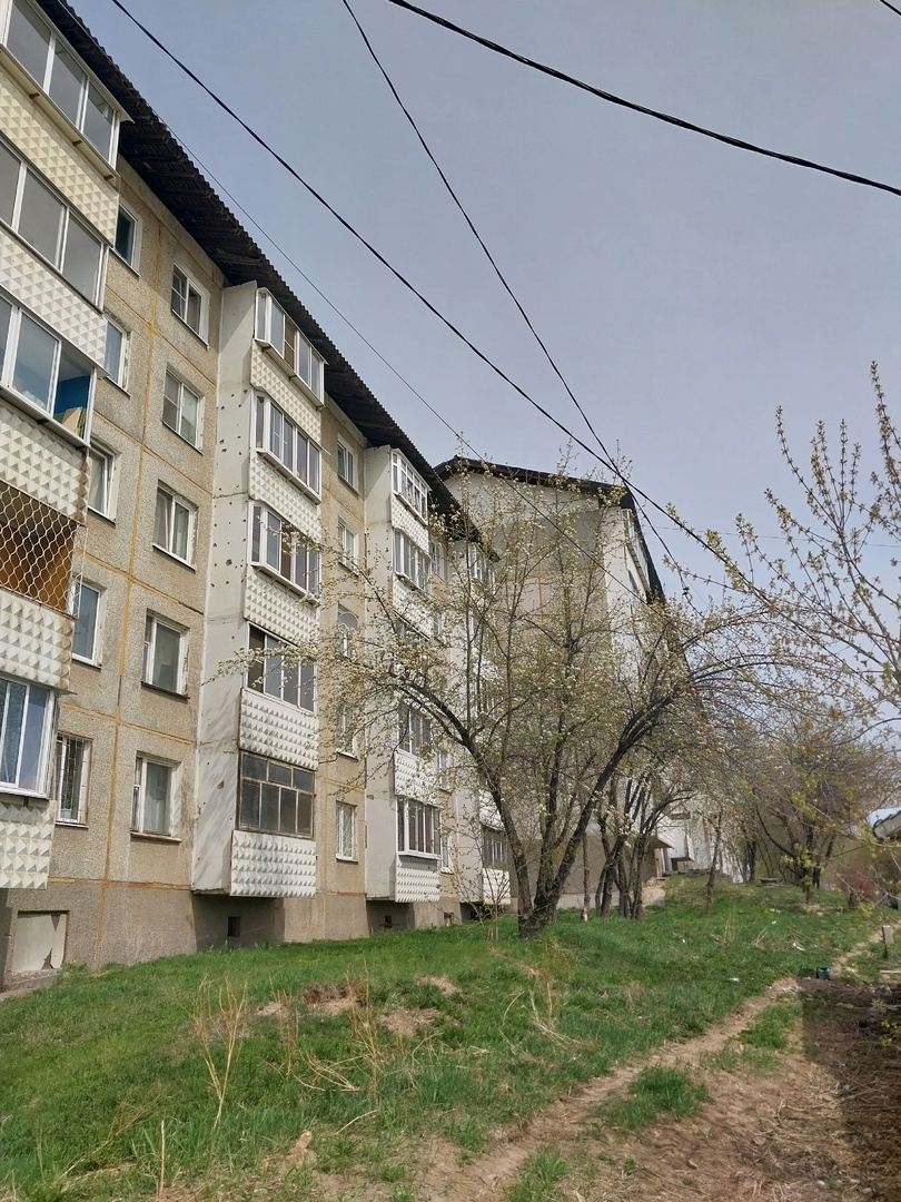 зацвели наконец груши, войлочные вишни... жаль, что мало их видела в течение дня